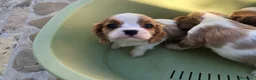 Cavalier King cani in vendita: Cavalier King  a Provincia di Pescara - Annuncio 4
