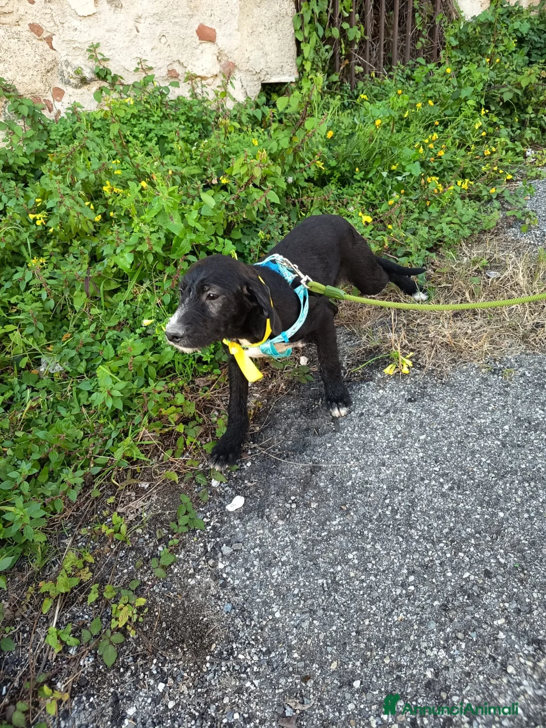 Meticcio cani in regalo: UNA MAMMA PER LUNA - Annuncio 2