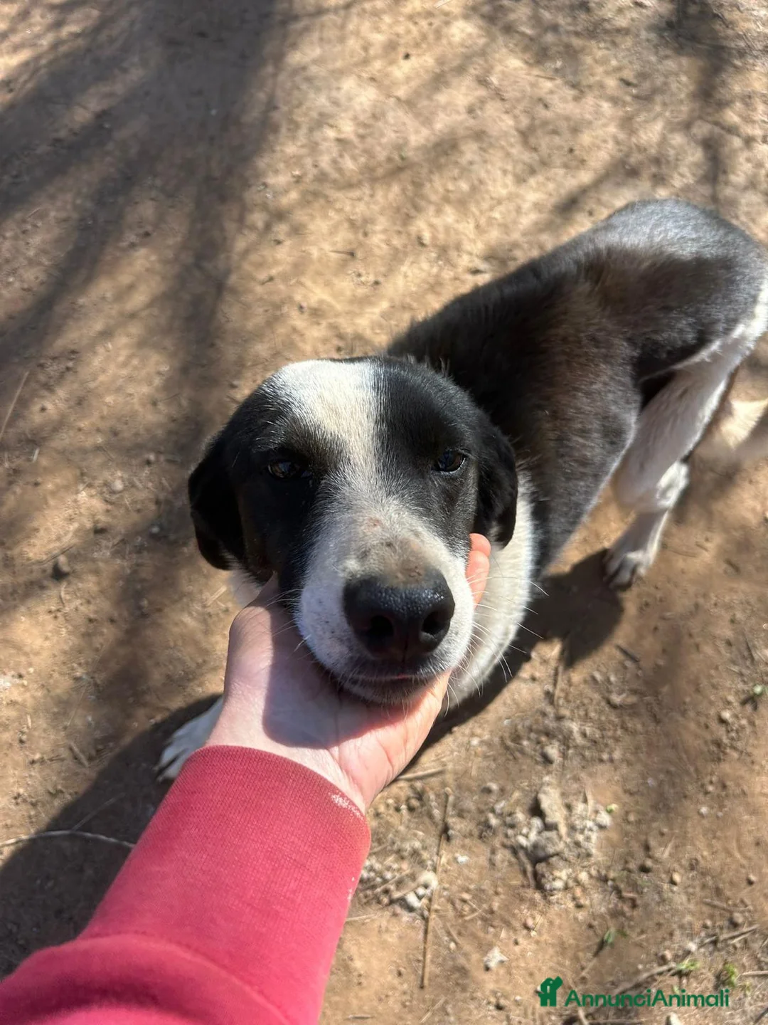 Meticcio cani in regalo: Leon tenero cagnolino cerca casa  - Annuncio 1