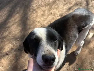 Meticcio cani Leon tenero cagnolino cerca casa - Annuncio 5