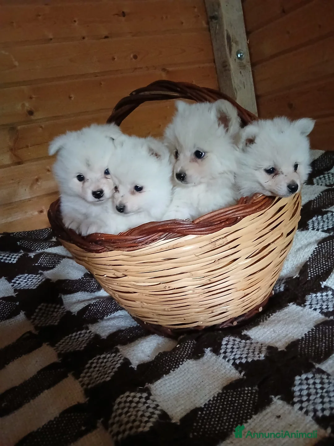 Volpino Italiano cani in vendita:  Cuccioli di Volpino Italiano- ottima genealogia  - Annuncio 1