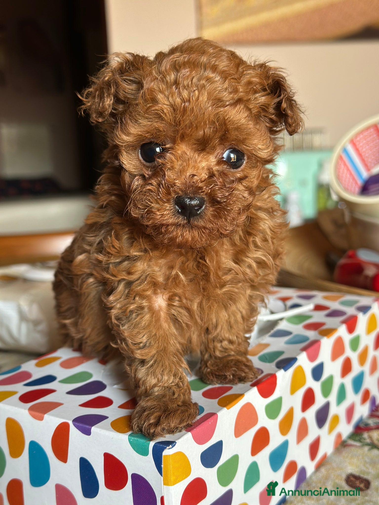 Barbone cani Cuccioli barbone toy color fulvo - Annuncio 1