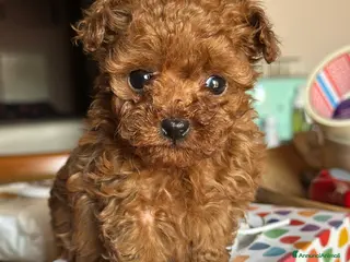 Barbone cani Cuccioli barbone toy color fulvo - Annuncio 1