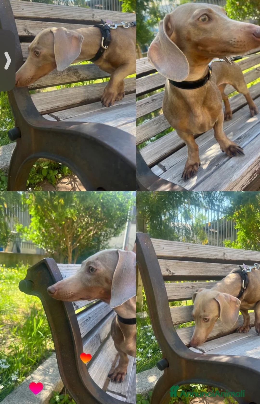 Meticcio cani in vendita: Cucciolata incrocio bassotto isabella nano - Annuncio 2