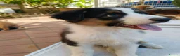 Australian Shepherd cani in vendita: cuccioli di pastore Australiano con pedigree ENCI - Annuncio 11