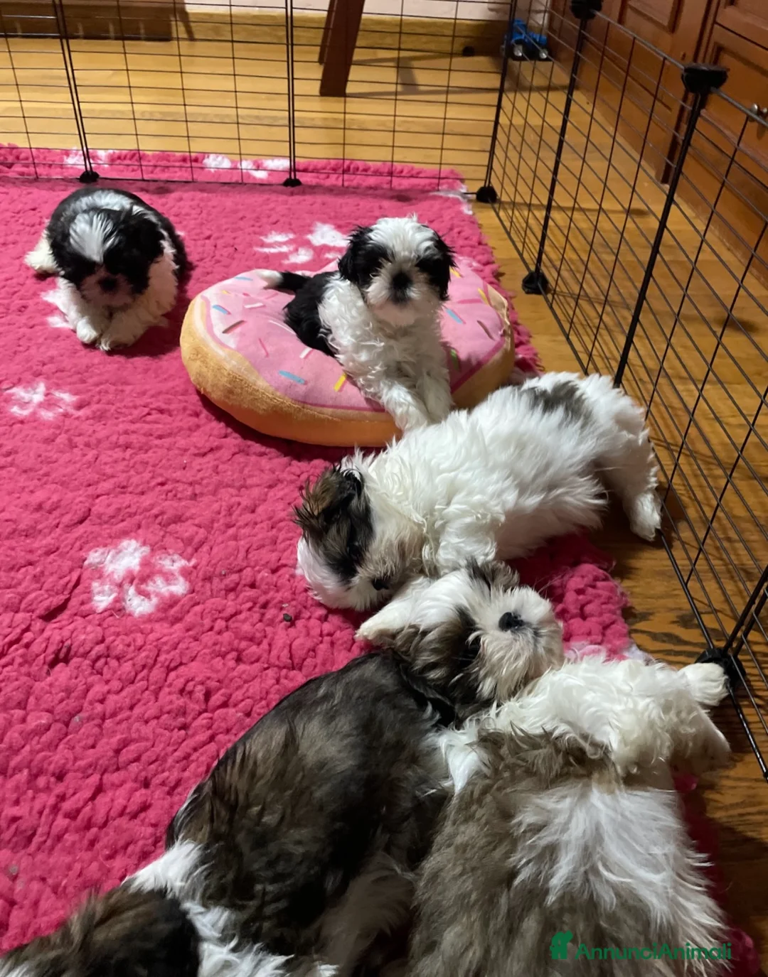 Shih Tzu cani in vendita: Cuccioli di shihtzu  - Annuncio 7