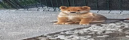 Shiba Inu cani in vendita: Ultimo cucciolo maschio shiba inu pedigree Enci  - Annuncio 14