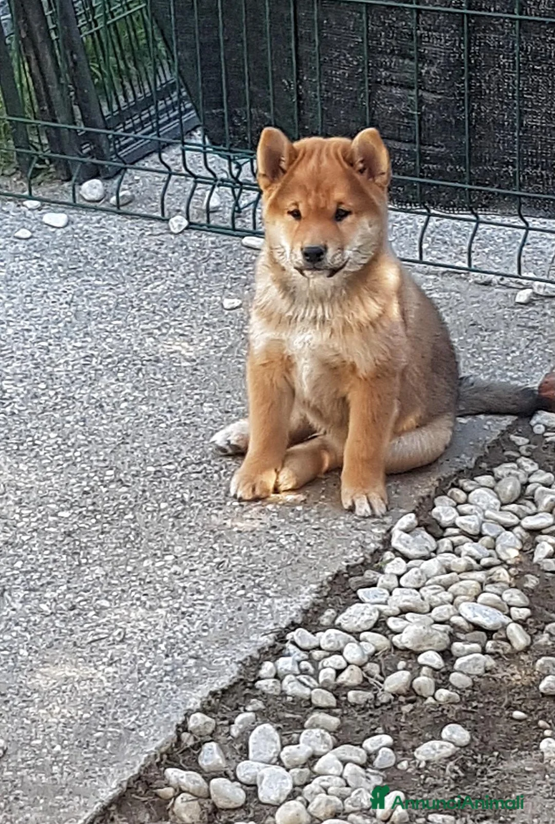 Shiba Inu cani in vendita: Ultimo cucciolo maschio shiba inu pedigree Enci  - Annuncio 14