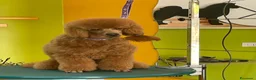 Barboncino cani in vendita: Barboncino nano fulvo - Annuncio 15