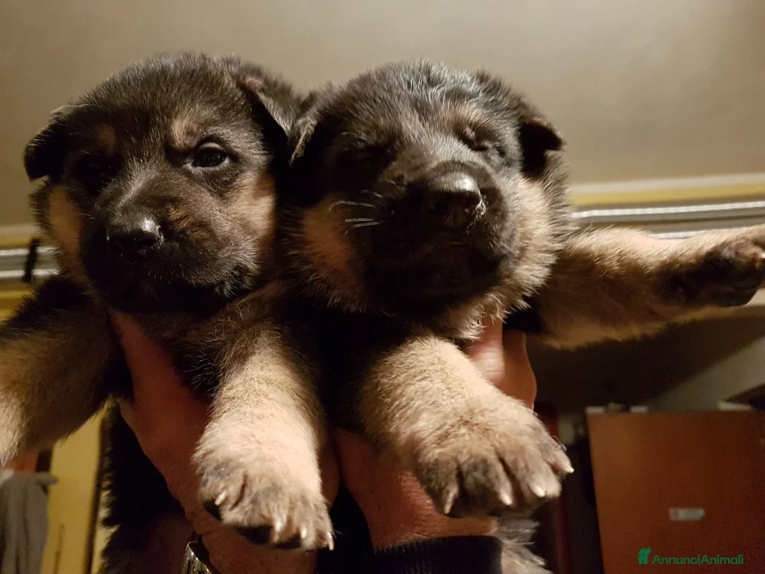 Pastore Tedesco cani in vendita: Cuccioli pastore tedesco  a Provincia di Vercelli - Annuncio 5