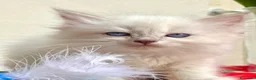 Ragdoll gatti in vendita: cuccioli di ragdoll genitori con pedigree - Annuncio 7
