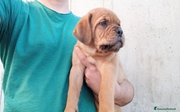 Dogue de Bordeaux cani in vendita: Disponibili Cuccioli di Dogue de Bordeaux a Provincia di Modena - Immagine 9