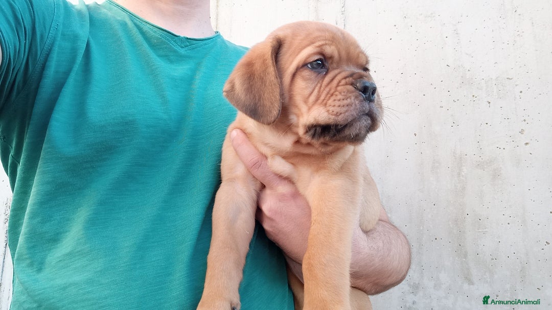 Dogue de Bordeaux cani in vendita: Disponibili Cuccioli di Dogue de Bordeaux a Provincia di Modena - Immagine 9