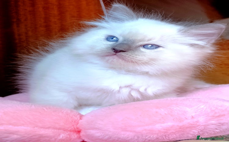 Ragdoll gatti - Annuncio 15