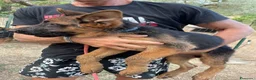 Pastore Tedesco cani in vendita: Cuccioli da esposizione  - Annuncio 11