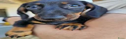 Bassotto cani in vendita: Bassotta femmina nero focato con pedigree enci - Annuncio 4
