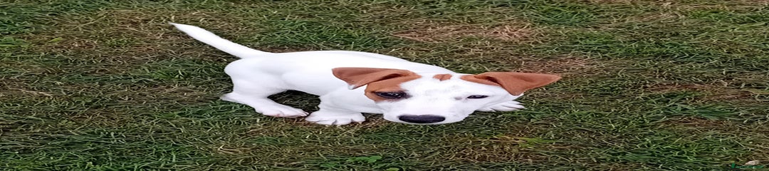 Jack Russell Cucciolo 1