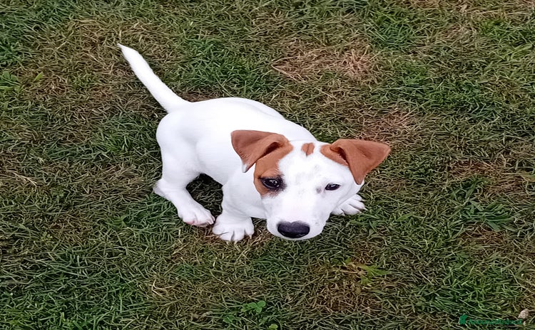 Jack Russell cani a Provincia del Verbano-Cusio-Ossola - Annuncio 14