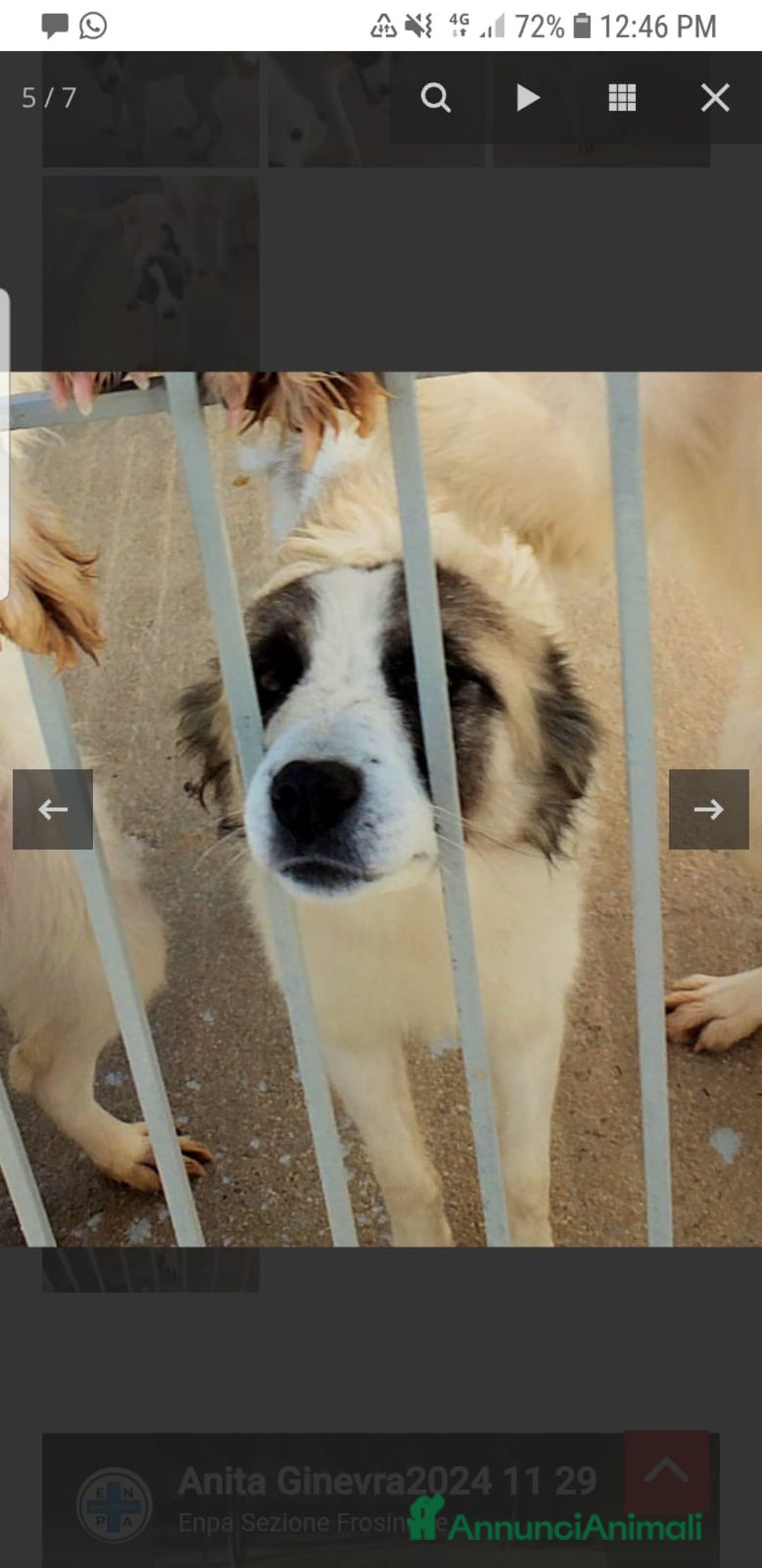 Australian Shepherd cani in regalo: ADOZ.DEL CUORE: pastorina, dolce,buona,vive in box - Annuncio 5