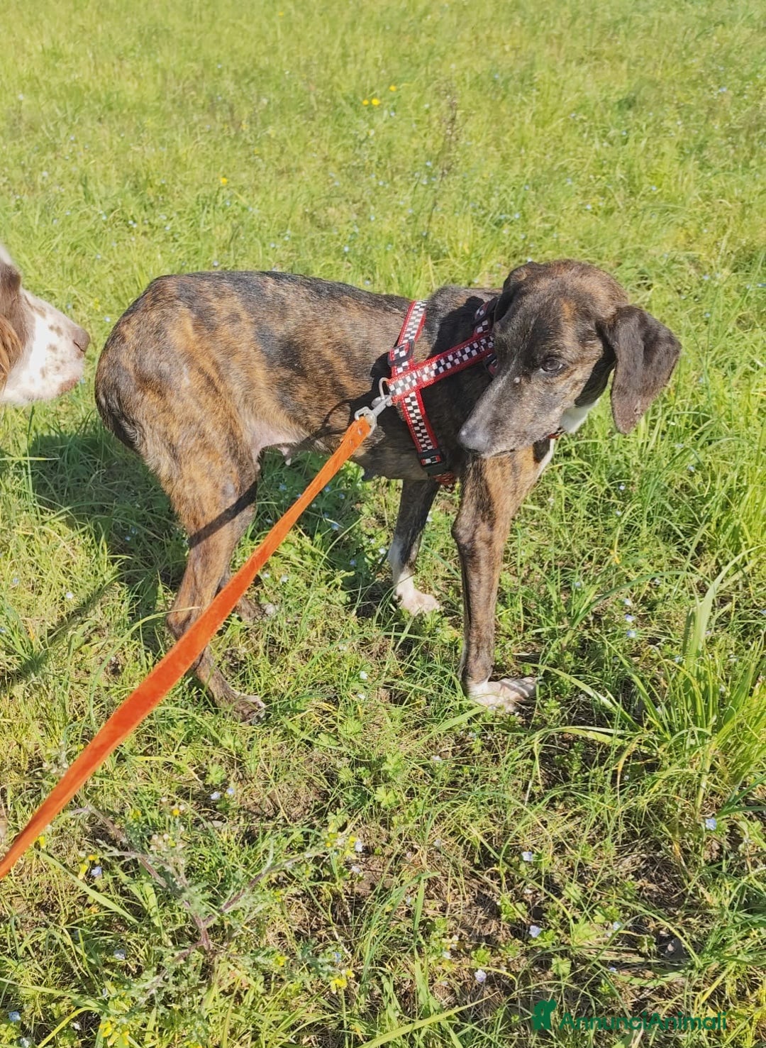 Meticcio cani in regalo: Cannella... adozione del SUPER CUORE ❤️ - Annuncio 5