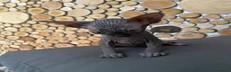 Sphynx gatti in vendita: Cuccioli Sphynks  - Annuncio 6