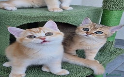 Scottish gatti in vendita: Scottish Straight con Pedigree  - Immagine 6