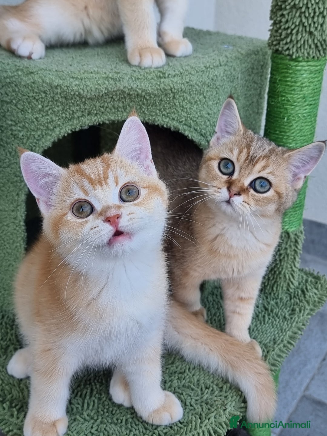 Scottish gatti in vendita: Scottish Straight con Pedigree  - Immagine 6