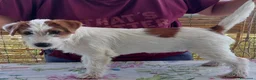 Jack Russell cani in vendita: Jack Russell Terrier femmine - Annuncio 2