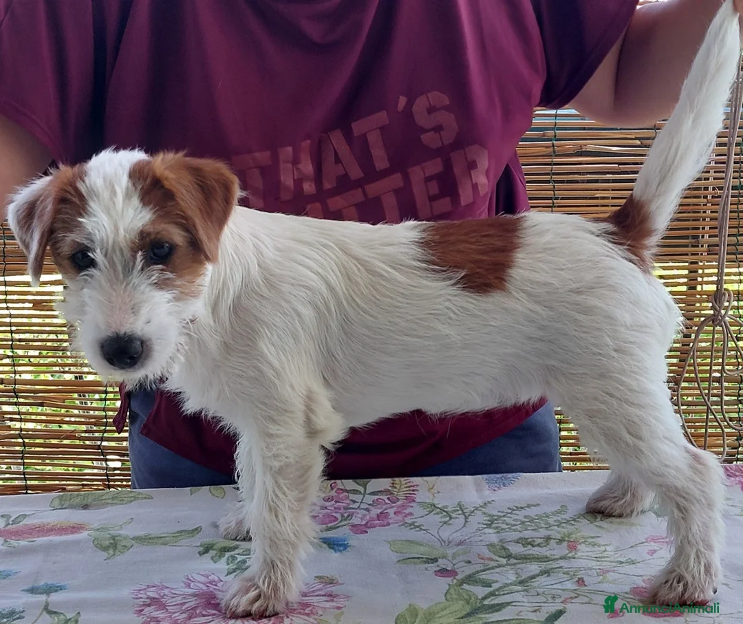 Jack Russell cani in vendita: Jack Russell Terrier femmine - Annuncio 2