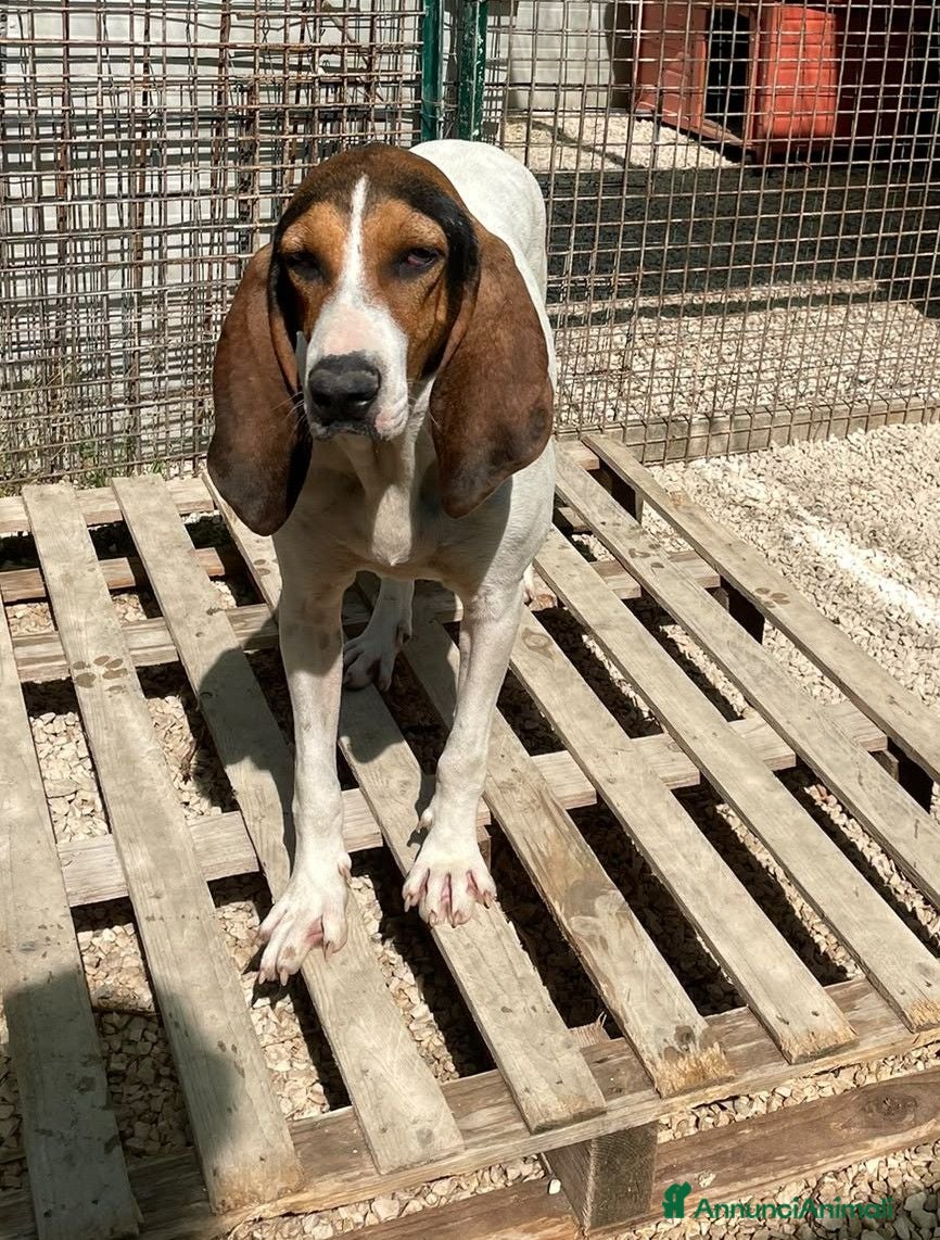 Meticcio cani LA SPLENDIDA PENELOPE ASPETTA TE - Annuncio 5