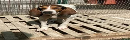 Meticcio cani in regalo: LA SPLENDIDA PENELOPE ASPETTA TE - Annuncio 1