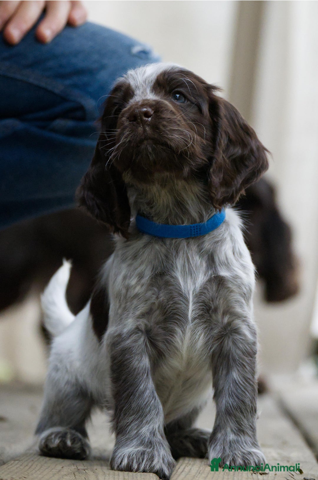 Cocker cani in vendita: Cocker Spaniel Inglesi - Cioccolato Roano  - Annuncio 26