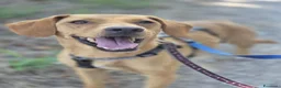 Meticcio cani in regalo: Flocky: 2 anni, taglia contenuta, socievole  - Annuncio 10
