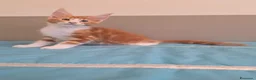Maine Coon gatti in vendita: Litter G Dolci Fusa - Annuncio 16