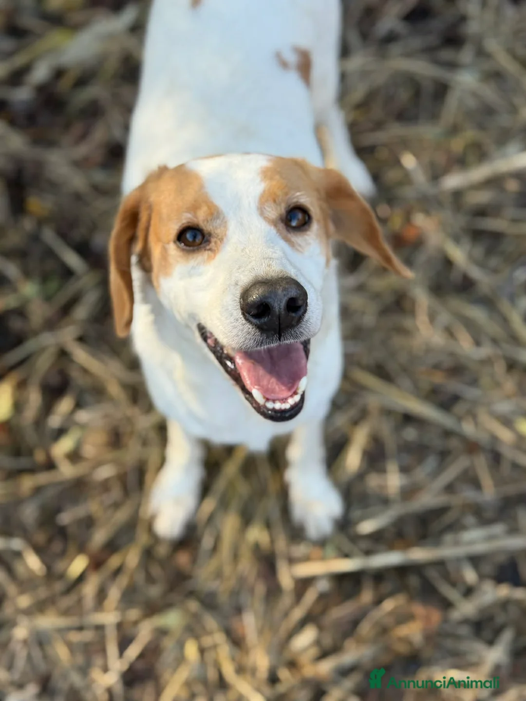 Meticcio cani in regalo: DODY, il cane più buono del mondo. - Annuncio 8