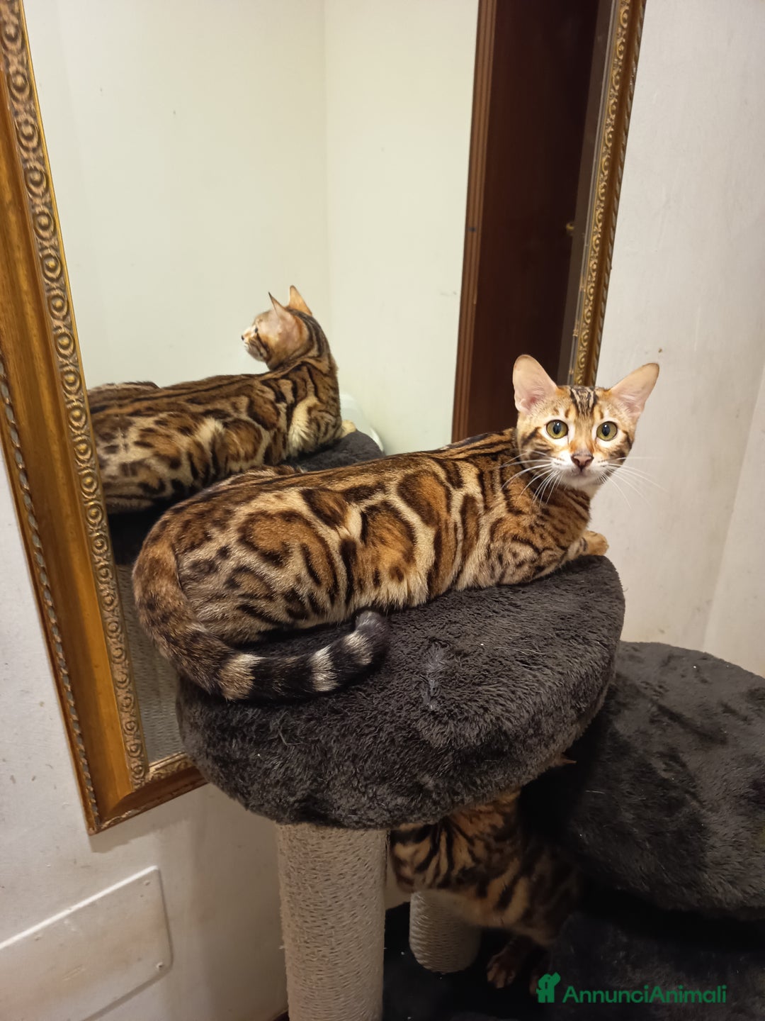 Bengala gatti in vendita: feminuccia Bengala  - Annuncio 8