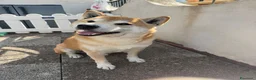 Altre razze cani in regalo: Shiba Inu 10anni,kg10 ARRIVATO E RIFIUTATO!!MONZA - Annuncio 1