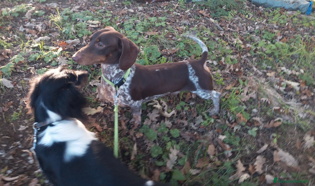 Bassotto cani per accoppiamento: Bassotto piebadl - Annuncio 3