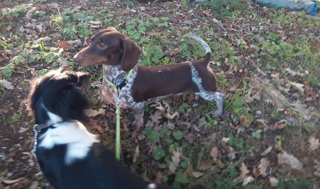 Bassotto cani per accoppiamento: Bassotto piebadl - Annuncio 3