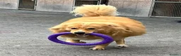 Meticcio cani in regalo: DIOR CAGNOLINO FULVO - Annuncio 2