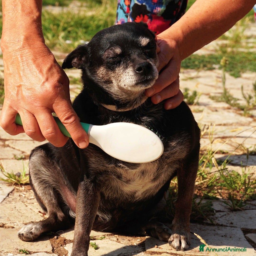 Meticcio cani in regalo: Nerina, la peperina cicciottina  - Annuncio 4