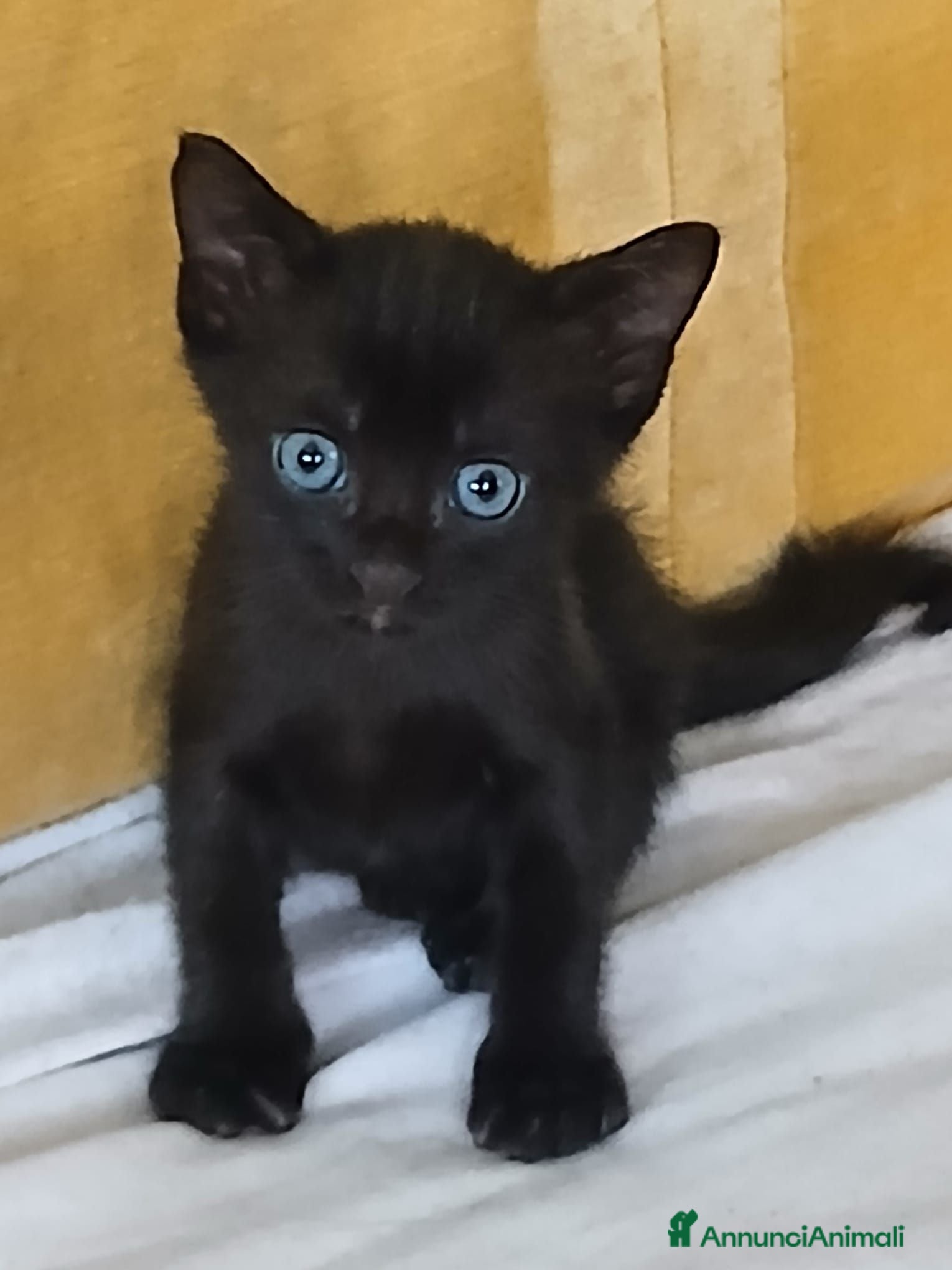 Meticcio gatti Tre splendidi gattini neri in regalo - Annuncio 1