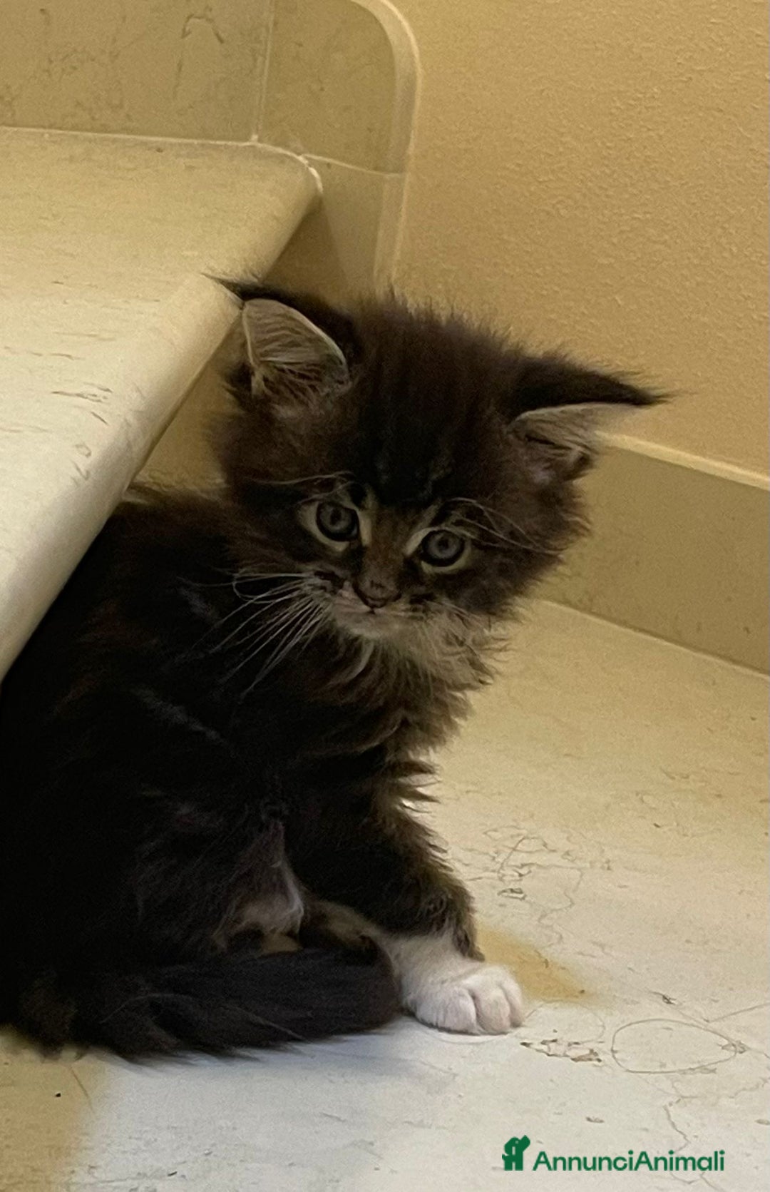 Maine Coon gatti in vendita: Cuccioli di Maine Coon - Annuncio 20