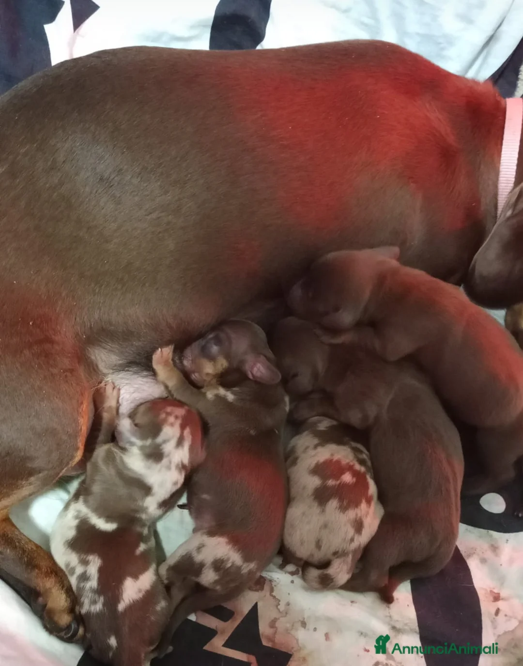 Bassotto cani in vendita: CUCCIOLI DI BASSOTTO NATI IN CASA a Provincia di Varese - Annuncio 2