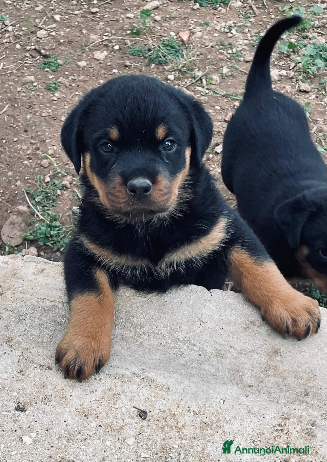 Rottweiler cani in vendita: Cuccioli di Rottweiler  - Annuncio 2