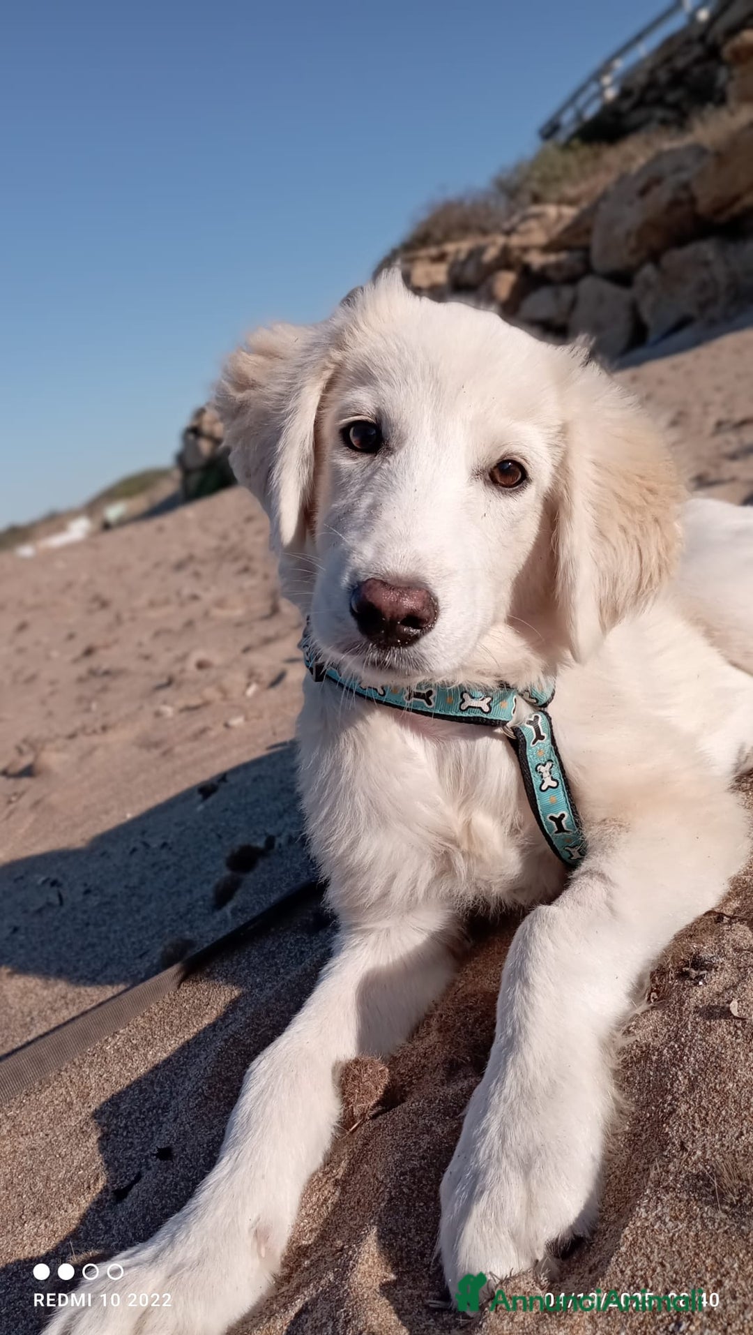 Altre razze cani in regalo: Toby splendido mix golden cerca casa - Annuncio 7