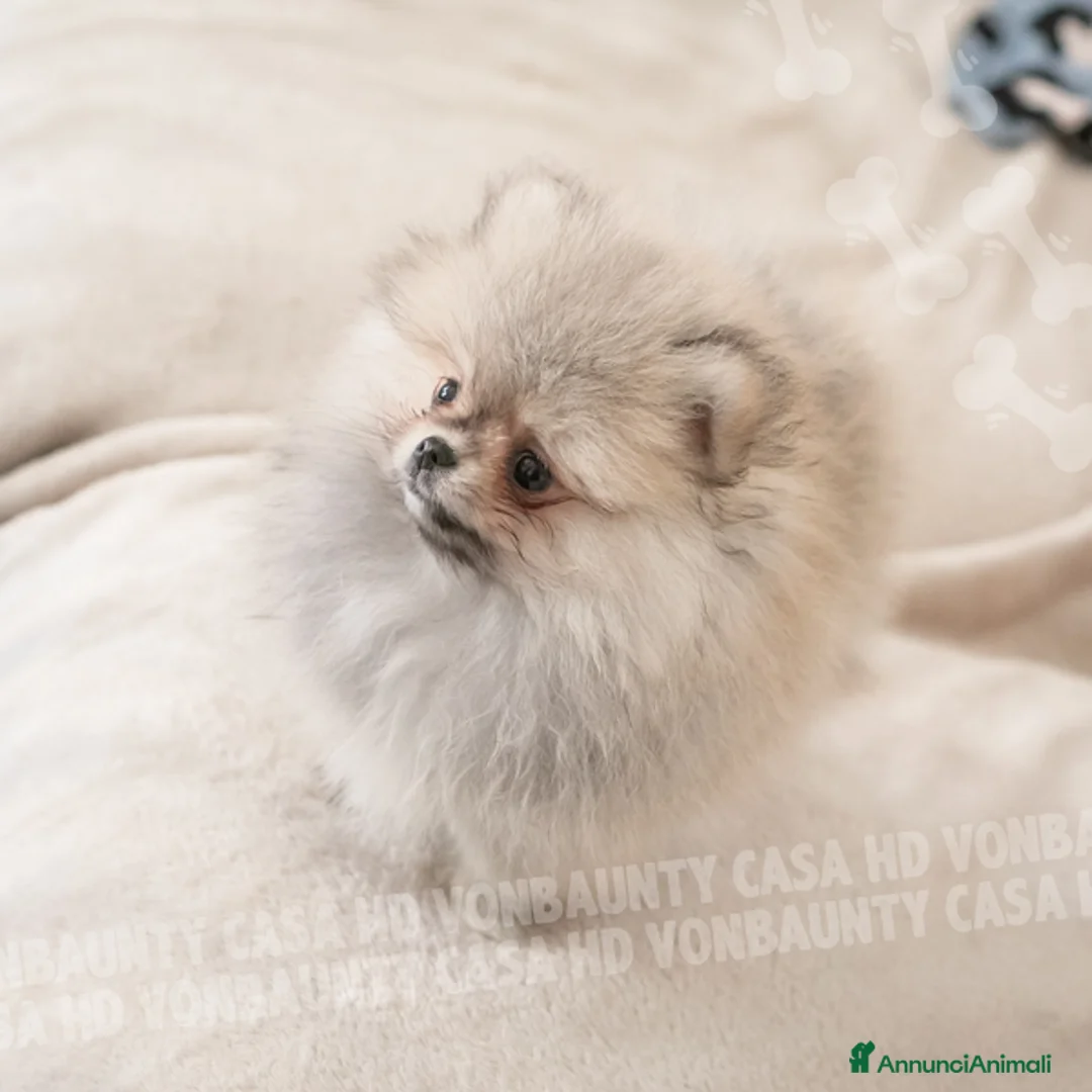 Volpino Pomerania cani in vendita: Cuccioli Spitz Nano di Pomerania - Annuncio 23