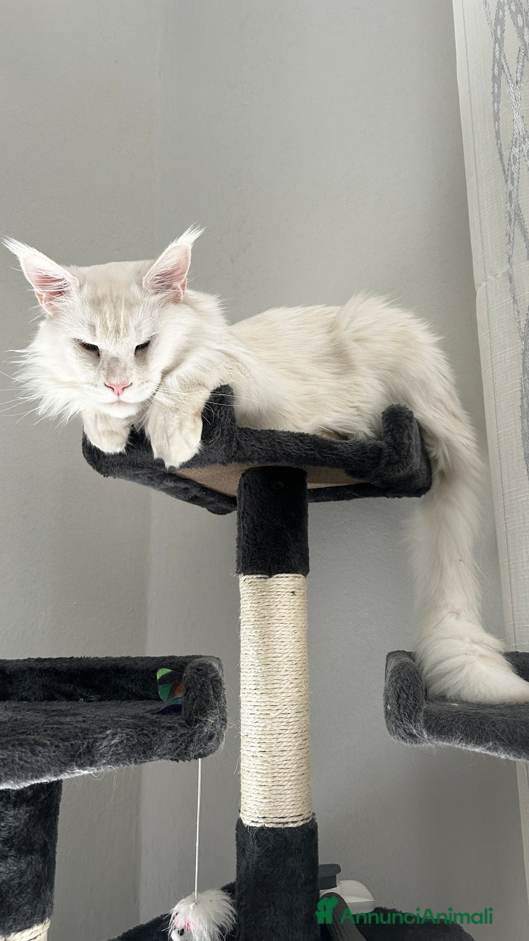 Maine Coon gatti per accoppiamento: Lionel maschio per accoppiamento  - Annuncio 2