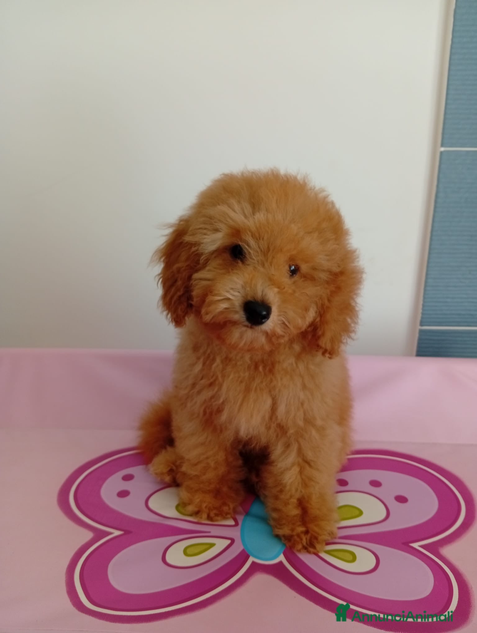 Barboncino Toy cani Cuccioli Barboncino Toy Red - Annuncio 1