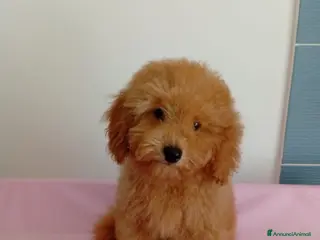 Barboncino Toy cani Cuccioli Barboncino Toy Red - Annuncio 1